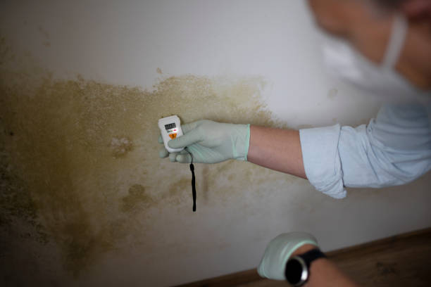 Why You Should Choose Our Mold Remediation Services in Blissfield, MI